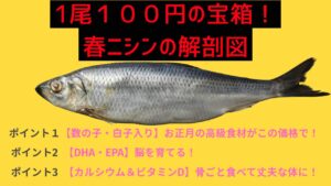 春ニシン説明。お腹に詰まった数の子と白子、豊富なDHA・EPA・カルシウムを示す。