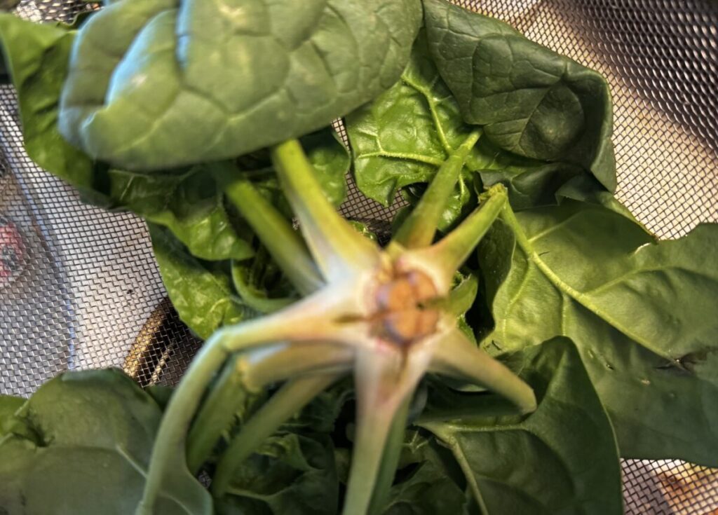 ちぢみほうれん草に十字を入れると泥が落ちやすくなる