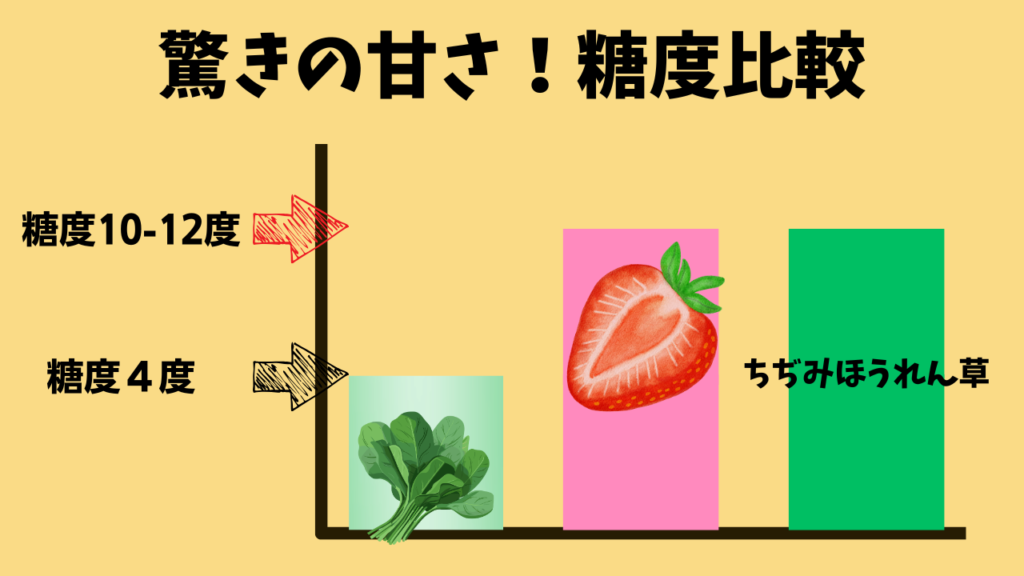「冬季の寒締めによる糖度上昇」の注釈 一般的なほうれん草といちご、ちぢみほうれん草の糖度を比較した図。ちぢみほうれん草がいちごと同等の糖度10度以上であることを示している。