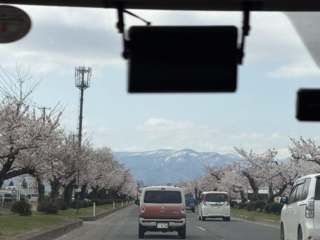青森空港から弘前市までのタクシーの道のりの桜並木