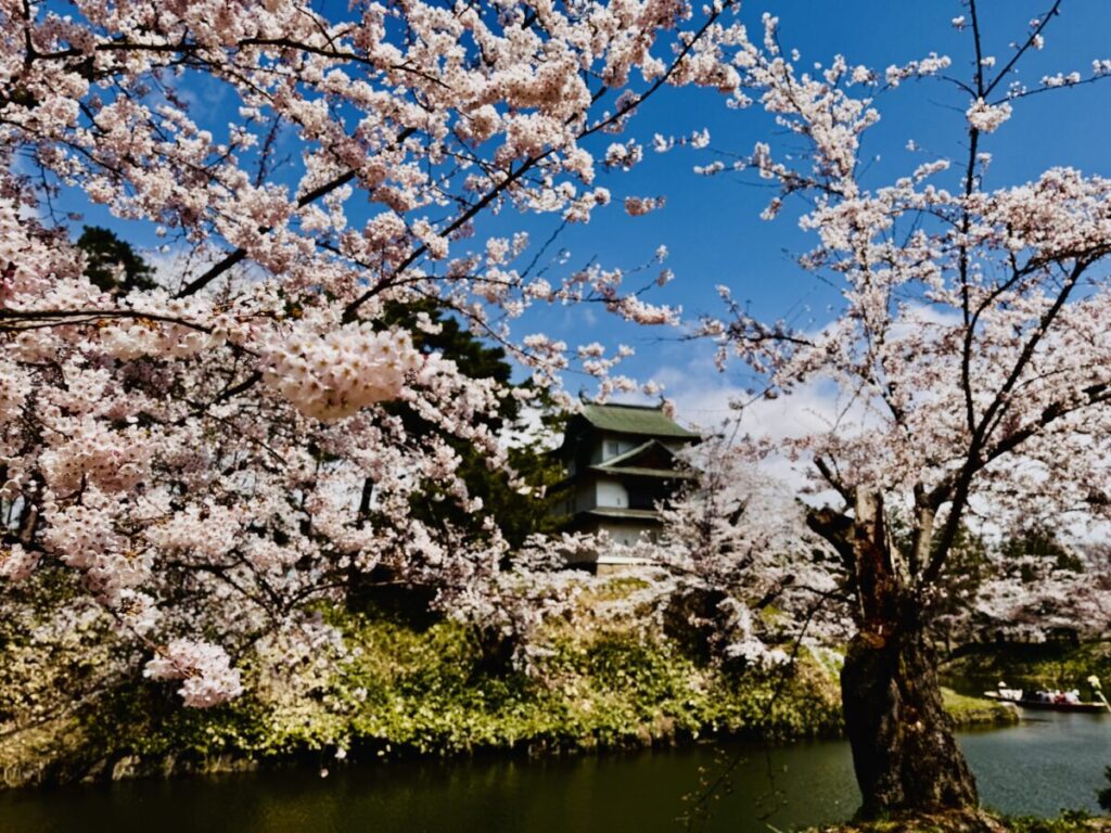 弘前城と満開の桜