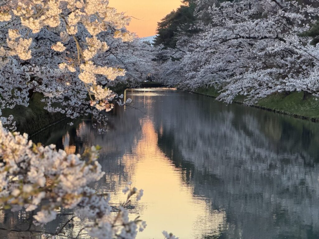 弘前公園のお堀　日没後のライトアップ桜満開の様子