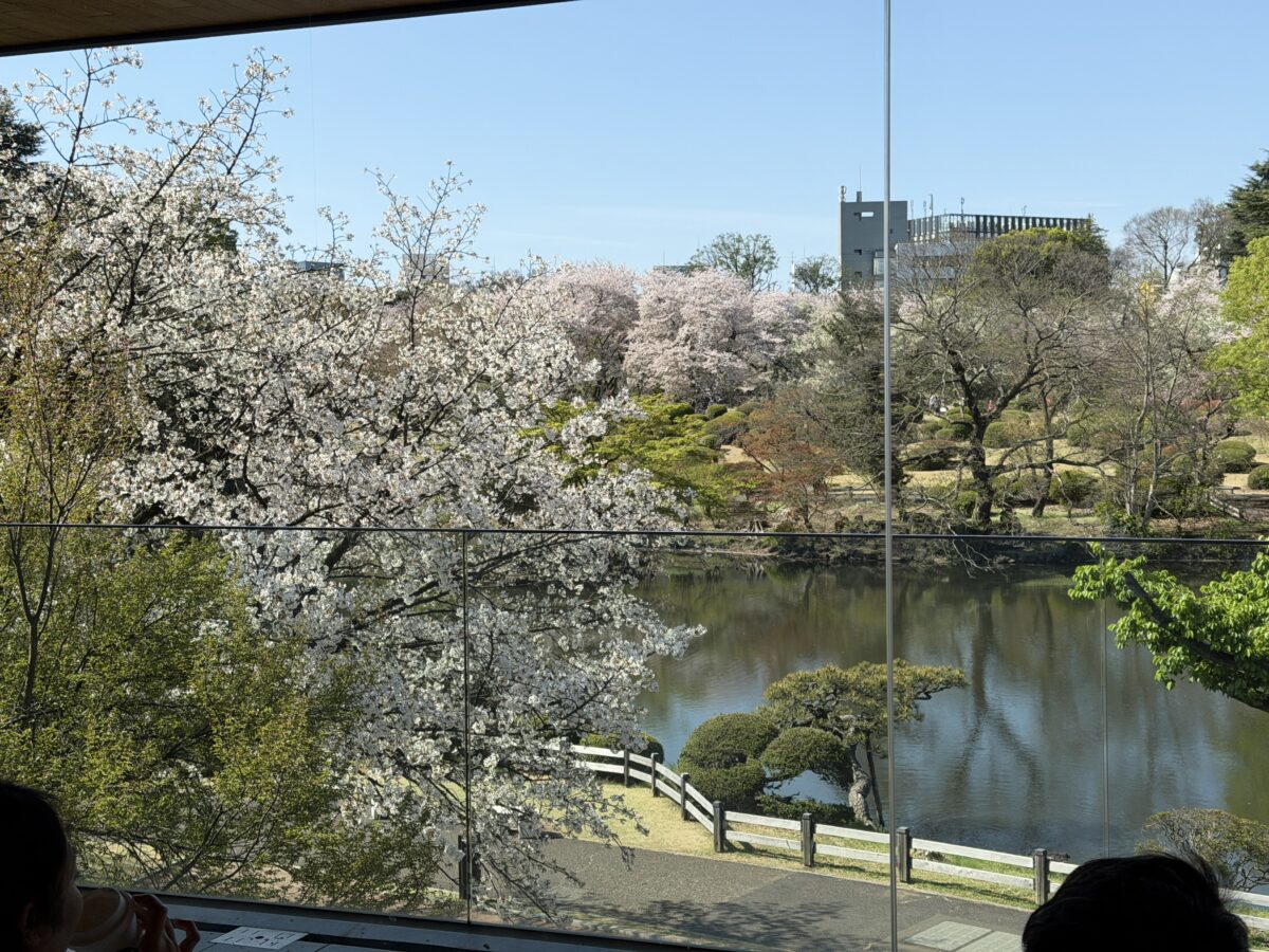 スターバックス新宿御苑前の満開の桜の時期の窓の風景は掛け値なしに絶景