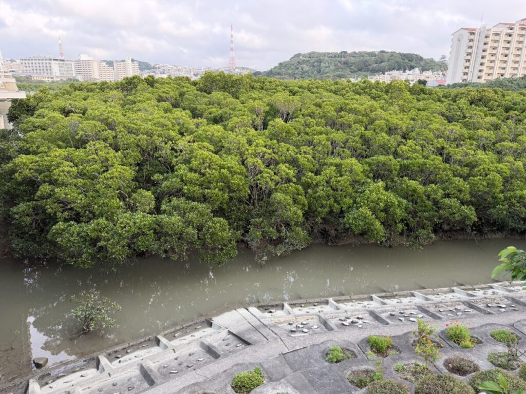 スターバックス那覇鏡原店の向かいにはマングローブ林がある！ラムサール条約に守れた湿地地帯なのだ