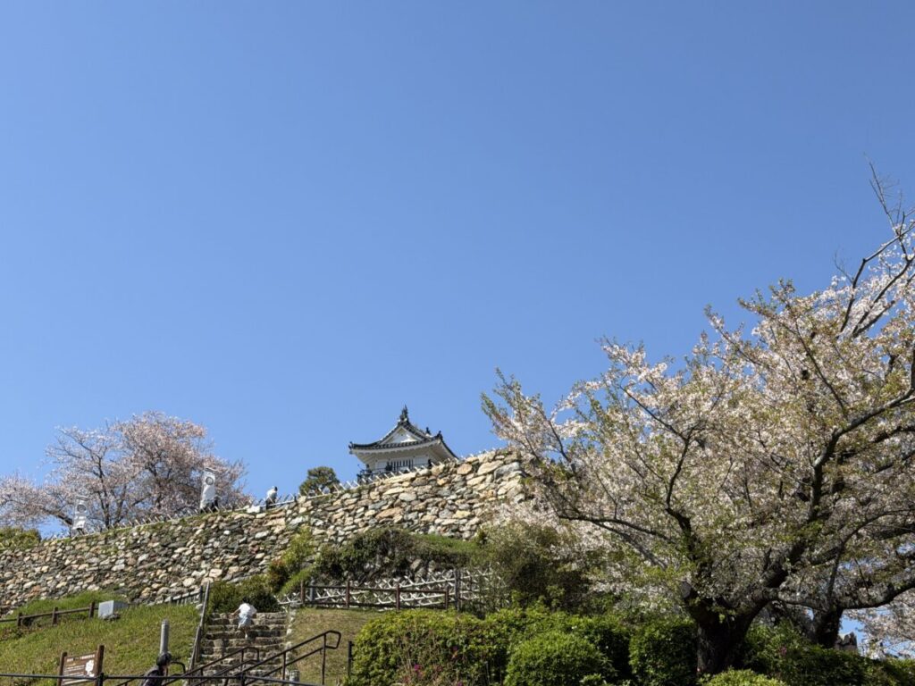 桜と浜松城
