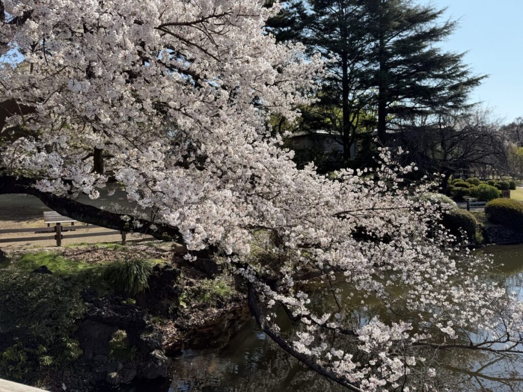スターバックス新宿御苑店周辺の見事な桜。満開
