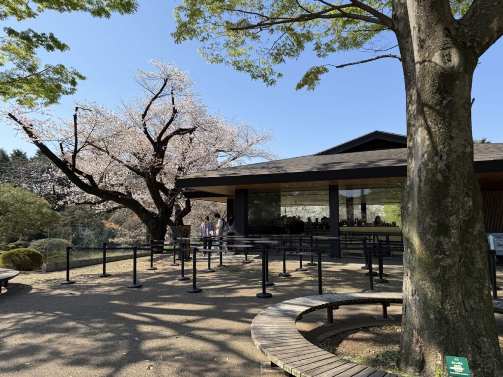 桜ま季節　新宿御苑スターバックスの外観　満開の桜がすぐ横に立っている