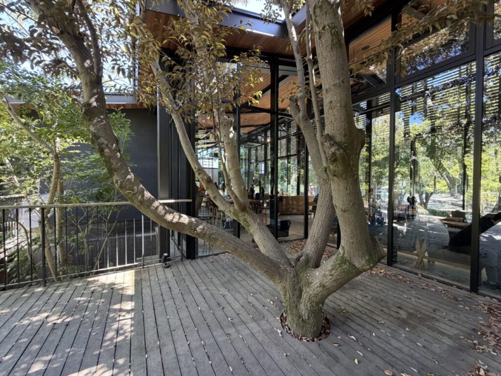 周りの環境になじむよう設計されたリージョナルランドマークストア浜松城絵公園スタバの真ん中には大事に残された木。テラス席も最高