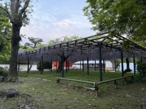 宇治平等院の藤棚　スターバックス宇治平等院店の向かいにある