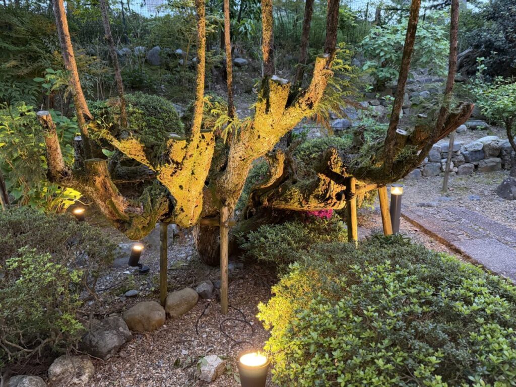 スターバックス京都宇治平等院表参道店のライトアップ