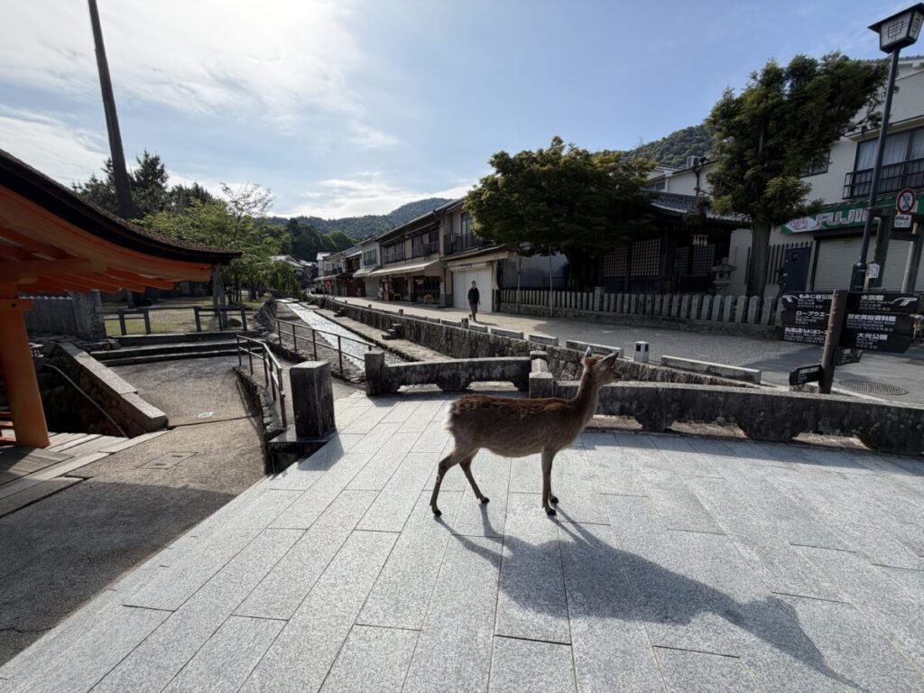 宮島・厳島神社には鹿がたくさんいる